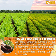 Premium Ginger Turmeric Tea Bags