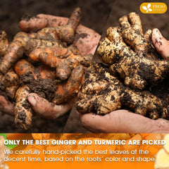 Premium Ginger Turmeric Tea Bags